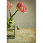 Tulpe