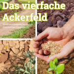 ackerfeld